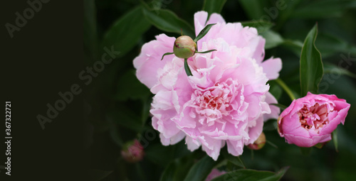 Сlose-up of beautiful pink peony flowers. Bouquet of flowers. Banner size with copy space
