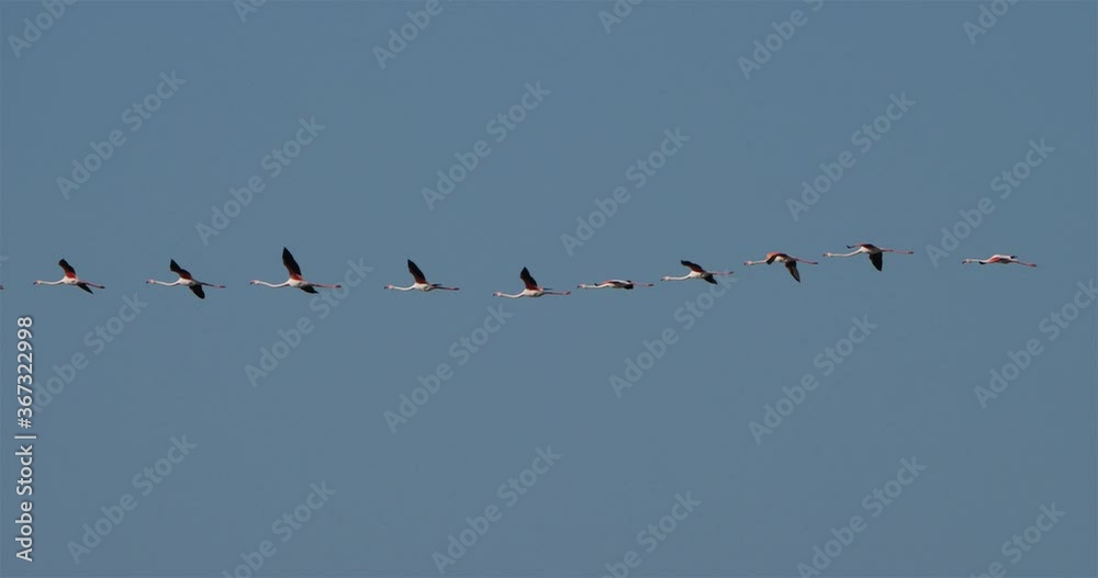 Fock of Greater Flamingos, Phoenicopterus roseus, Camargue, France Fock of Greater Flamingos, Phoenicopterus roseus, Camargue, France