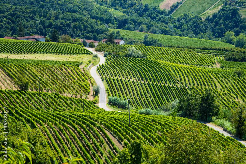 Le vigne nelle Langhe in Italia in Piemonte in una assolata giornata di estate