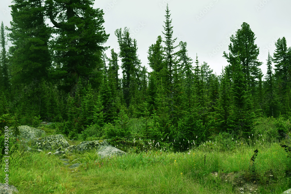 The nature of the Eastern Sayan mountains. Beautiful forest. Landscape for postcards. Tall firs and pines. Mountain tourism. The nature of the Eastern Sayan mountains. Beautiful forest. Landscape for postcards. Tall firs and pines. Mountain tourism.