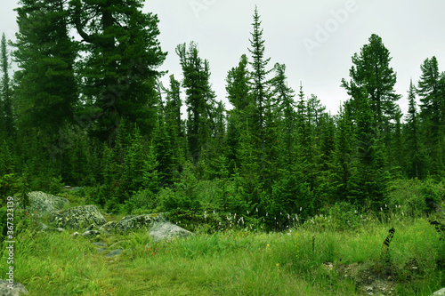 The nature of the Eastern Sayan mountains. Beautiful forest. Landscape for postcards. Tall firs and pines. Mountain tourism.