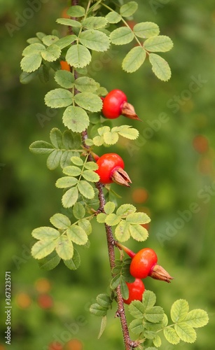 Red rosehip berries in a herb garden
 photo