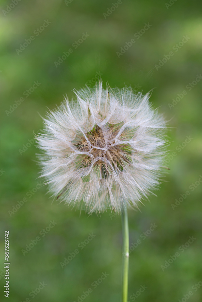 Delicate Single Dandelion Flower Close Up Delicate Single Dandelion Flower Close Up