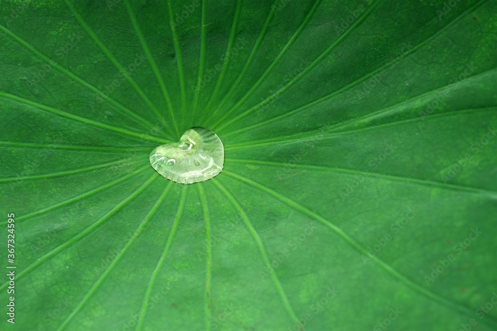 Heart-shaped water droplet on green lotus leaf ハート形の水滴 ハスの葉 Heart-shaped water droplet on green lotus leaf ハート形の水滴 ハスの葉