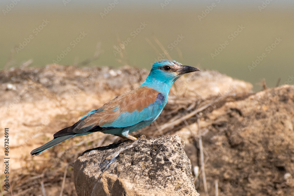 European roller coracias garrulus, in natural habitat