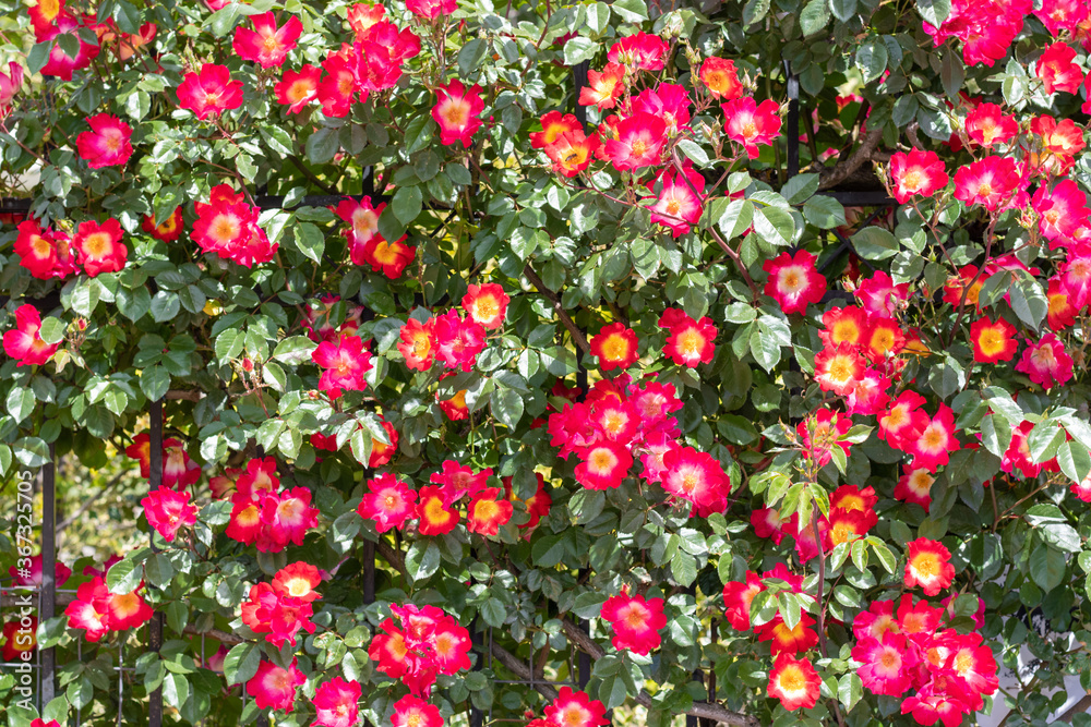Fence covered with climbing red and orange roses in full bloom, nature background