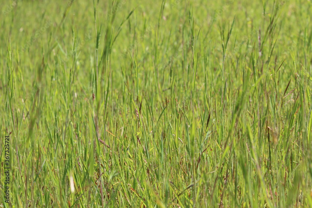 green grass in the wind green grass in the wind