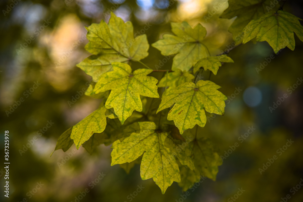 Allphotokz Gorkiypark 20191026 4226 D810 S Allphotokz Gorkiypark 20191026 4226 D810 S