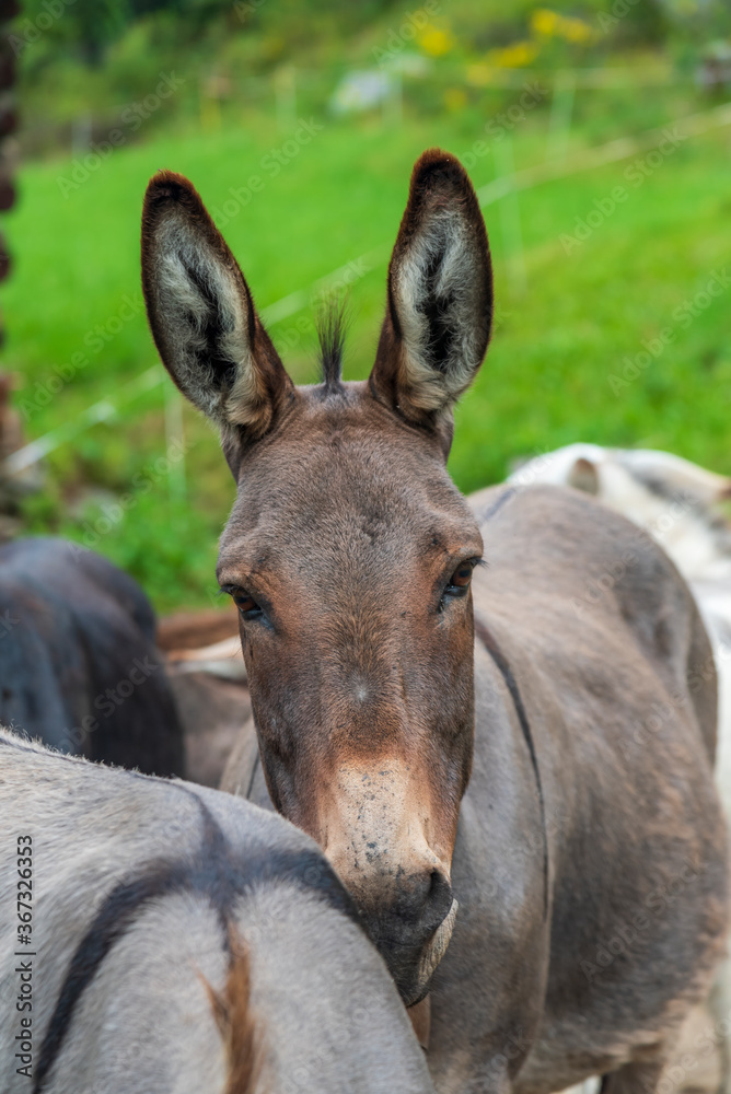 Donkey relaxing head on top of the back of another Donkey relaxing head on top of the back of another