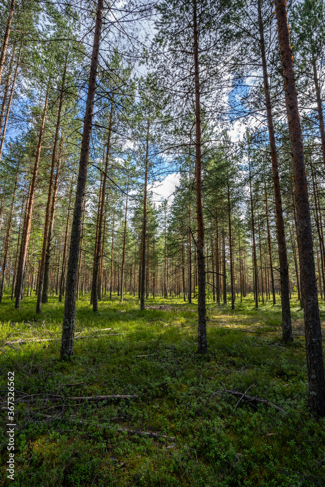 Green forest, panoramic view. Beautiful summer day in woods. Green forest, panoramic view. Beautiful summer day in woods.