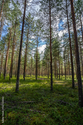 Green forest, panoramic view. Beautiful summer day in woods. © nikwaller