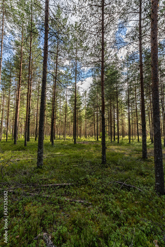 Fototapeta Naklejka Na Ścianę i Meble -  Green forest, panoramic view. Beautiful summer day in woods.