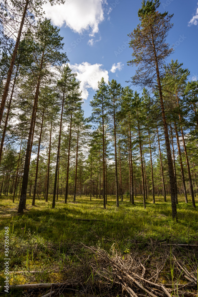 Green forest, panoramic view. Beautiful summer day in woods. Green forest, panoramic view. Beautiful summer day in woods.