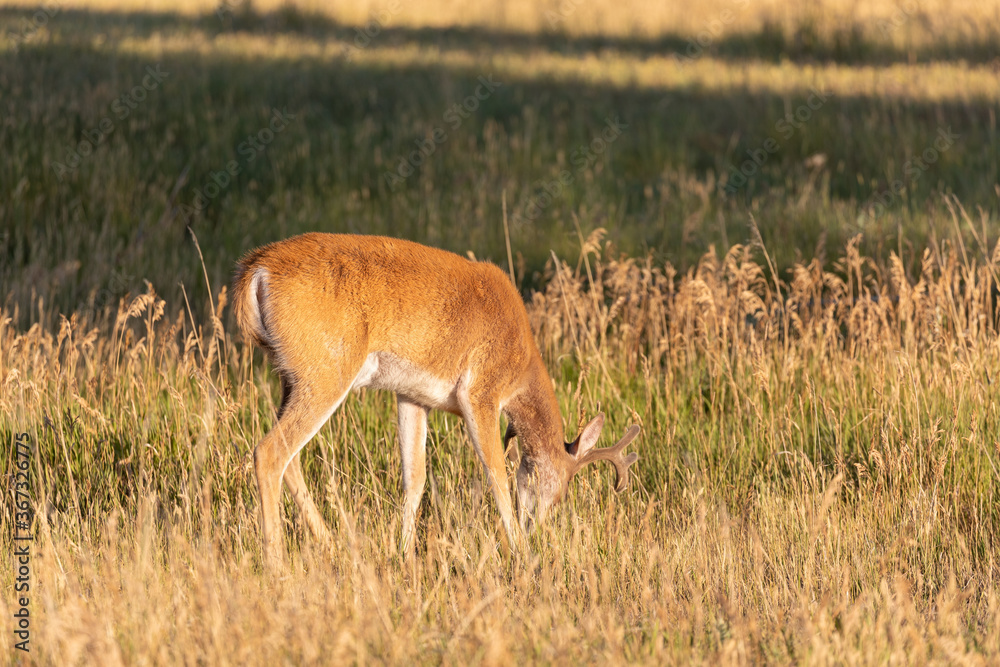 Obraz premium Whitetail Deer Buck in Colorado in Summer