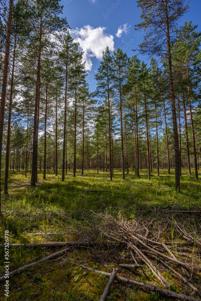Green forest, panoramic view. Beautiful summer day in woods. Green forest, panoramic view. Beautiful summer day in woods.