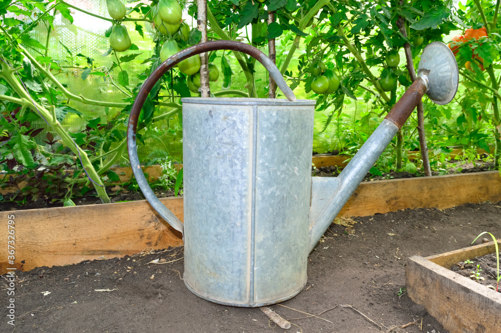 close-up - a large galvanized watering can stands in a greenhouse next to growing bushes of tomatoes close-up - a large galvanized watering can stands in a greenhouse next to growing bushes of tomatoes