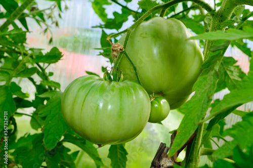 close-up - beautiful green tomatoes hanging on a branch, future delicious harvest in the greenhouse