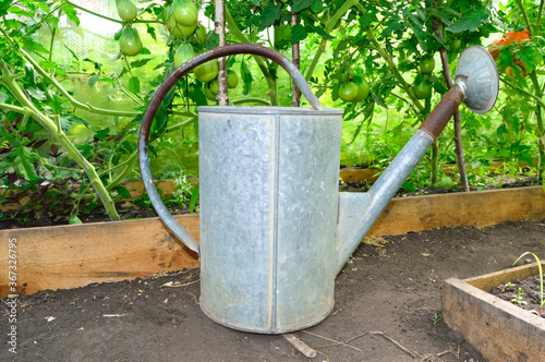 close-up - a large galvanized watering can stands in a greenhouse next to growing bushes of tomatoes