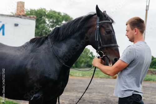A young man washes a thoroughbred horse with a hose on a summer day at the ranch. Animal husbandry, and horse breeding
