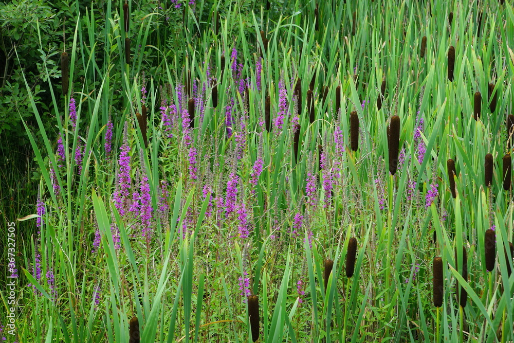 Obraz premium Cattail and loosestrife