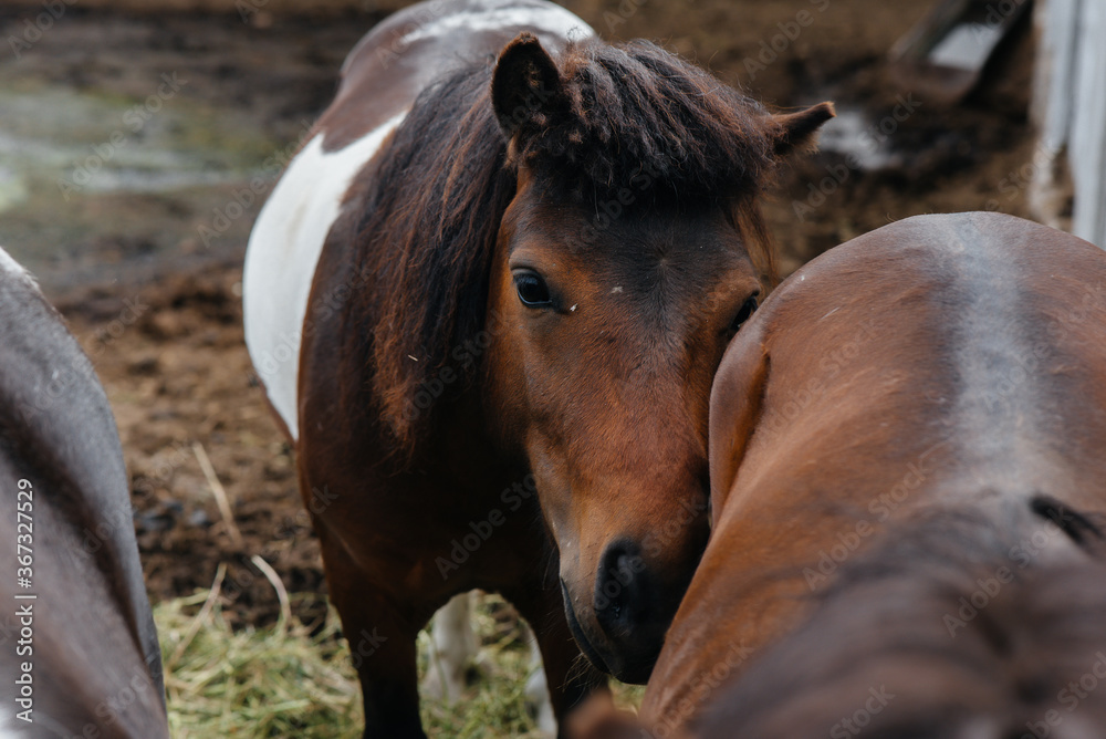 Fototapeta premium Curious domestic ponies on the ranch look out from behind the fence. Agriculture and animal husbandry