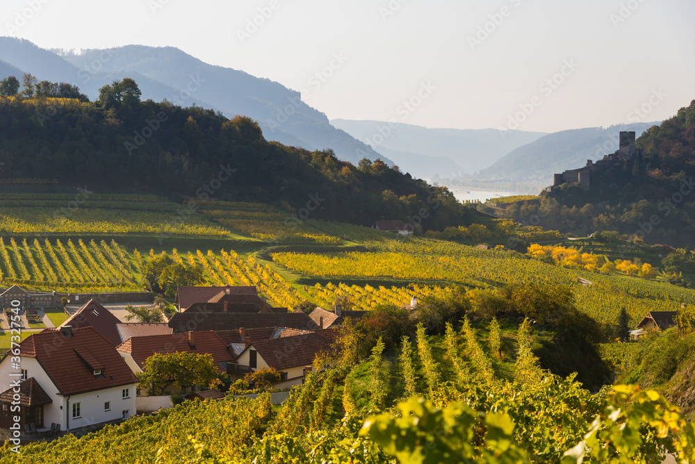 Naklejka premium Autumn colors in the vineyards of Spitz town in Wachau Valley, Austria
