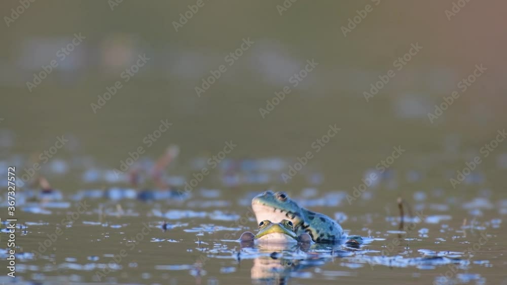 Green Marsh Frog (Pelophylax ridibundus) croaking on a beautiful light Green Marsh Frog (Pelophylax ridibundus) croaking on a beautiful light