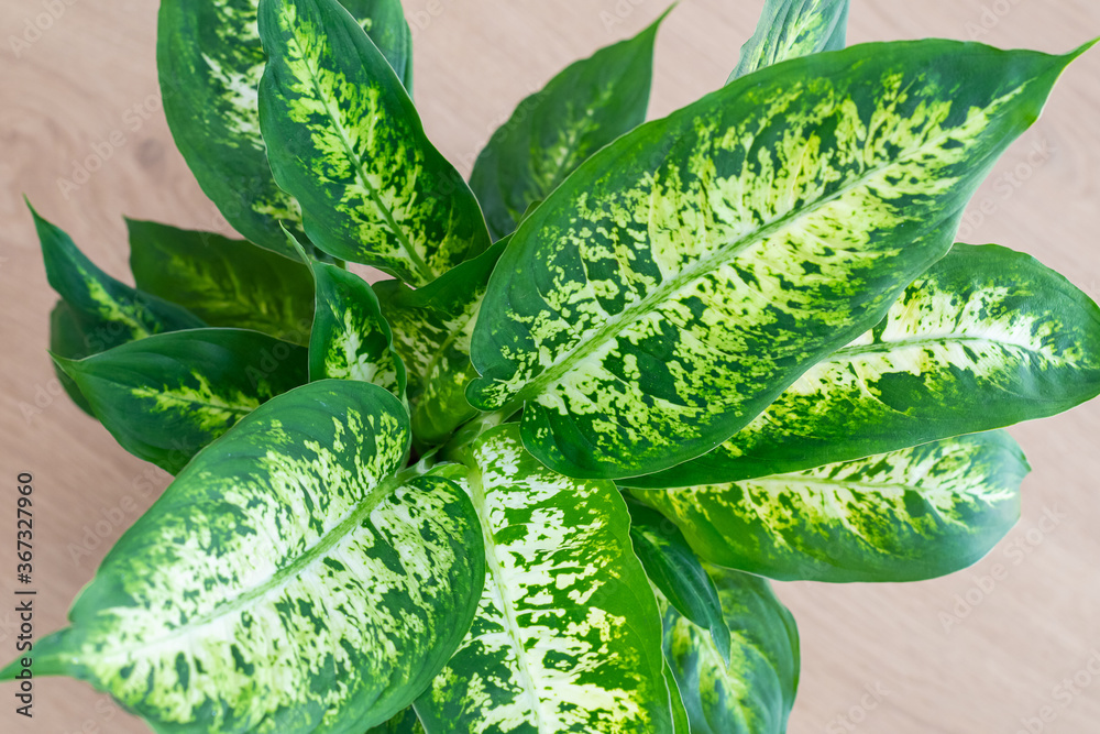 Dieffenbachia compacta (Dumb cane) plant leaves top view