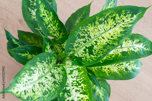 Obraz na płótnie Dieffenbachia compacta (Dumb cane) plant leaves top view w salonie