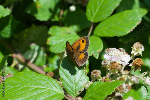 Gatekeeper butterfly perched on a leaf in the sun, UK