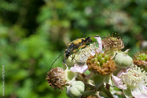 black and yellow longhorn beetle on a flower