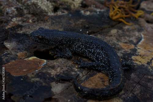 Female great crested newt camouflaged on moist log