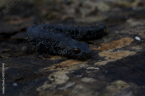 Female great crested newt camouflaged on moist log