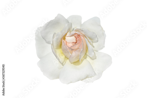 white rose flower isolated on white