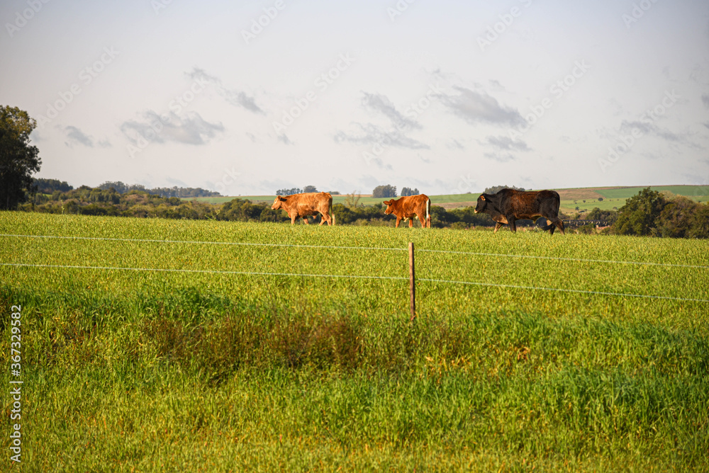 Obraz premium Farm animals in production and breeding area surrounded by electric fence