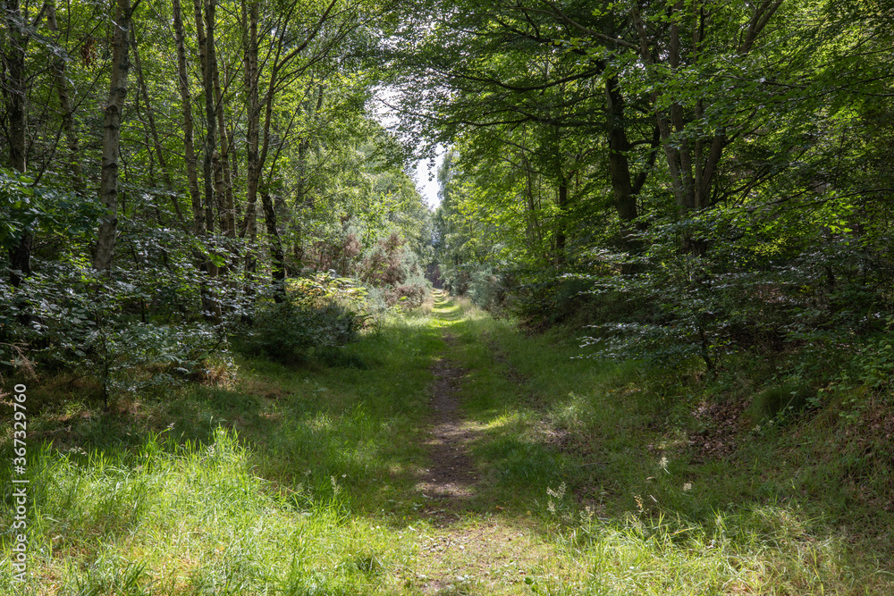 peaceful and isolated pine woodland forest scenery along winding path during a sunny warm summers day in scotland.