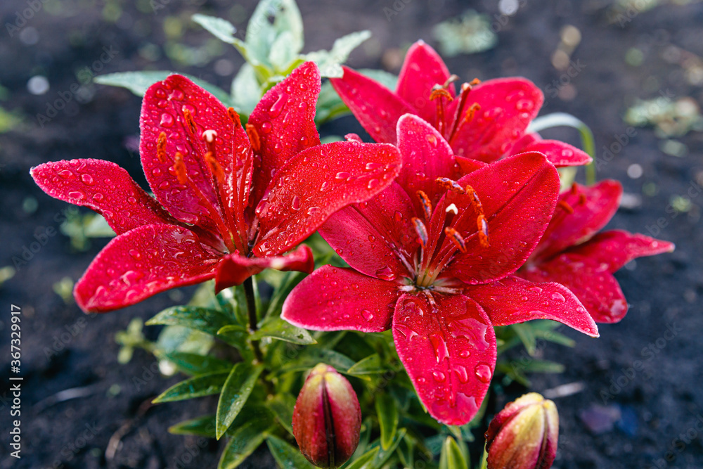 Red lilies. Flowers are covered with large drops of water after rain. Red lilies. Flowers are covered with large drops of water after rain.