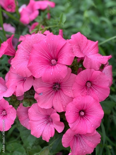 Lavatera pink with water droplets after the rain.