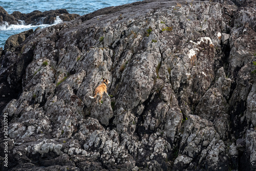 Dog climbing rocks near Brown Beach Ucluelet, BC, Canada