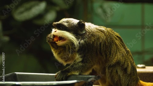 Close up of Emperor tamarin eating photo