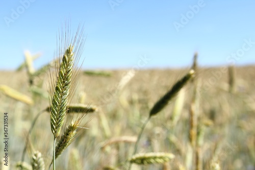 Rye - Cultivation of cereals - grain on the blue sky