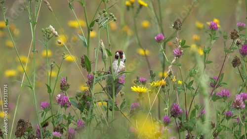 European goldfinch (Carduelis carduelis). Goldfinch bird eats fresh plant seeds. Blooming summer meadow