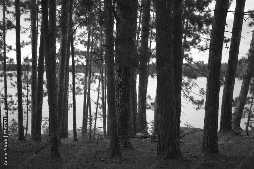 Obraz premium Black and White Pine Trees and Lake