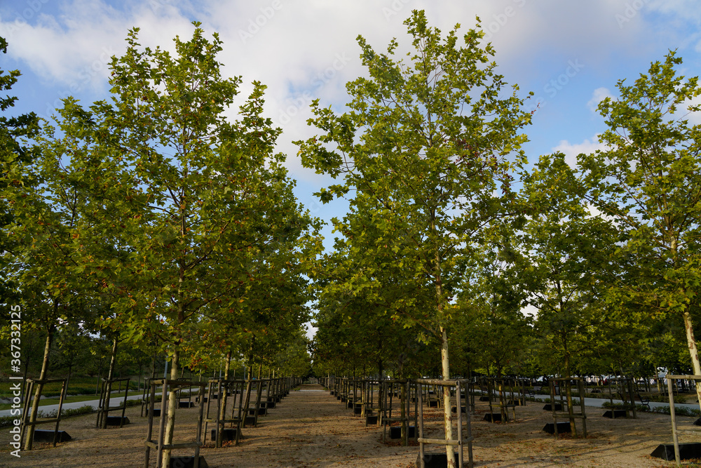 Plane trees and sunbeams in the background. Plane trees and sunbeams in the background.