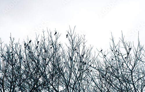 Canvas Print Silhouette of birds perched on leafless tree branches