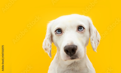 Portrait serious puppy dog. Isolated on yellow background.