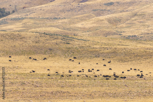 Herd of Bison on Antelope Island Utah