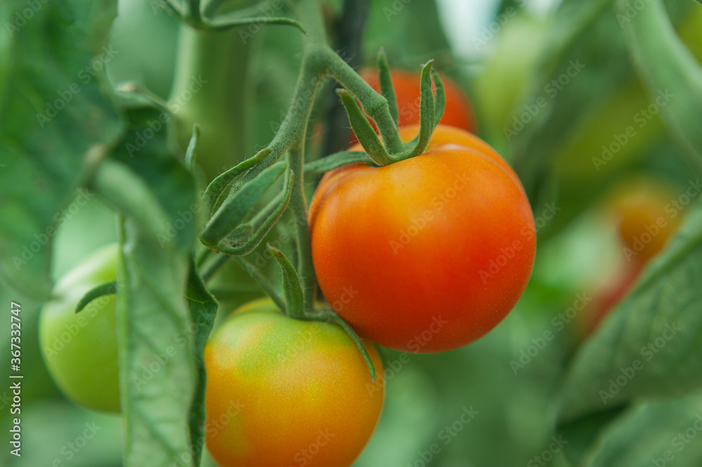 Tomatoes on a branch of a bush in a greenhouse Tomatoes on a branch of a bush in a greenhouse