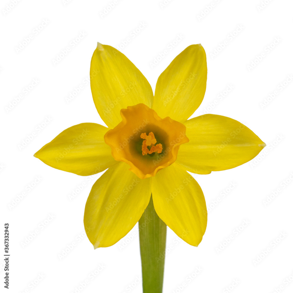 Fototapeta premium Close up front view of single daffodil, isolated on white background.