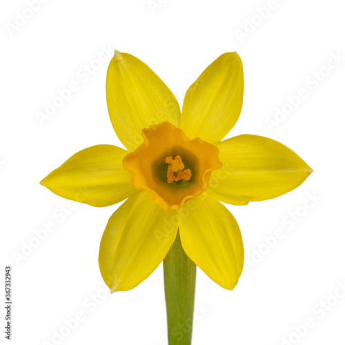 Close up front view of single daffodil, isolated on white background.
